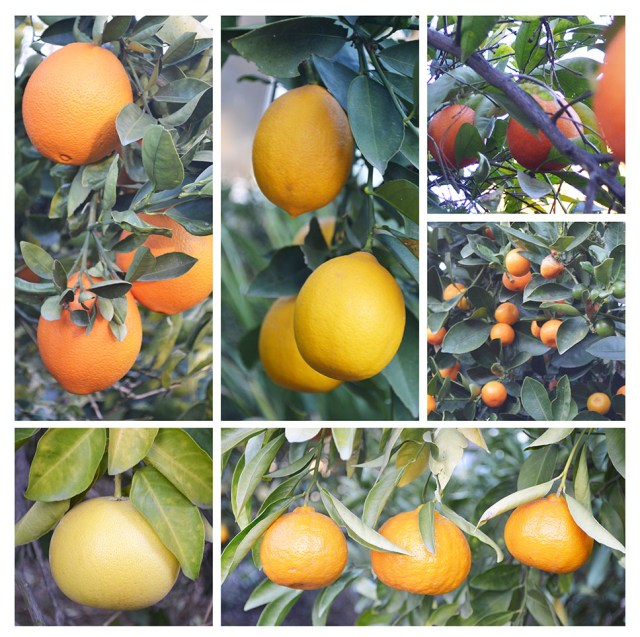 Jan2013Garden&SunnysideLocal2