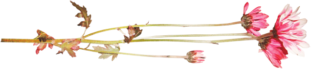 lmurphy-blush-ep-15Mirror