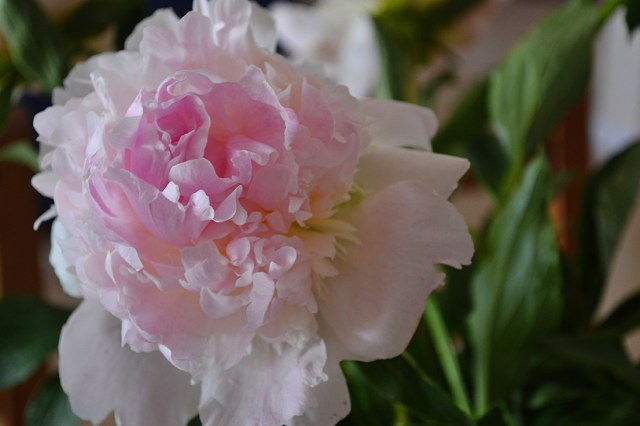 Peonies4