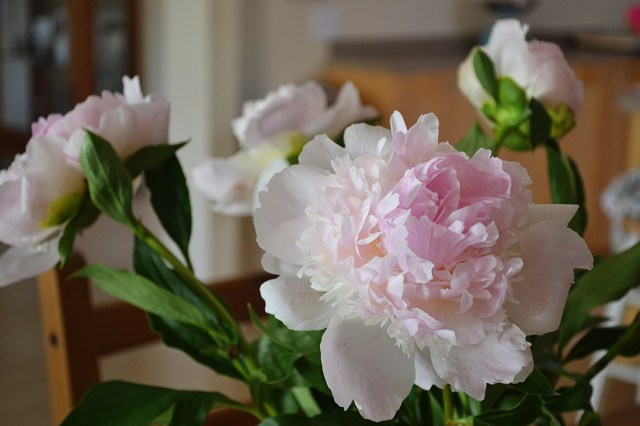 Peonies5
