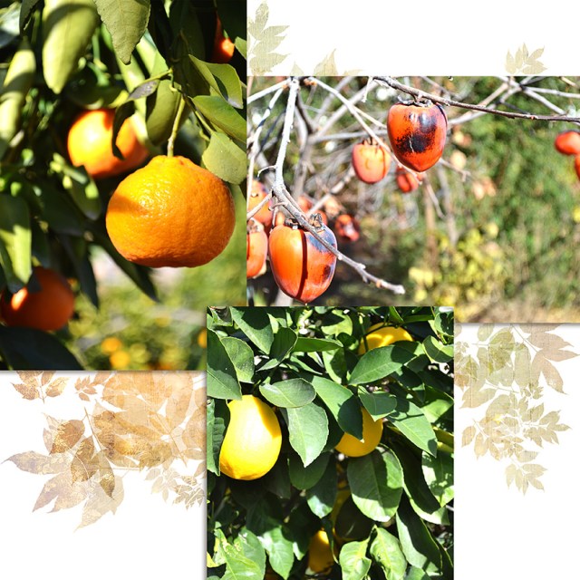 Garden_December_2013_1